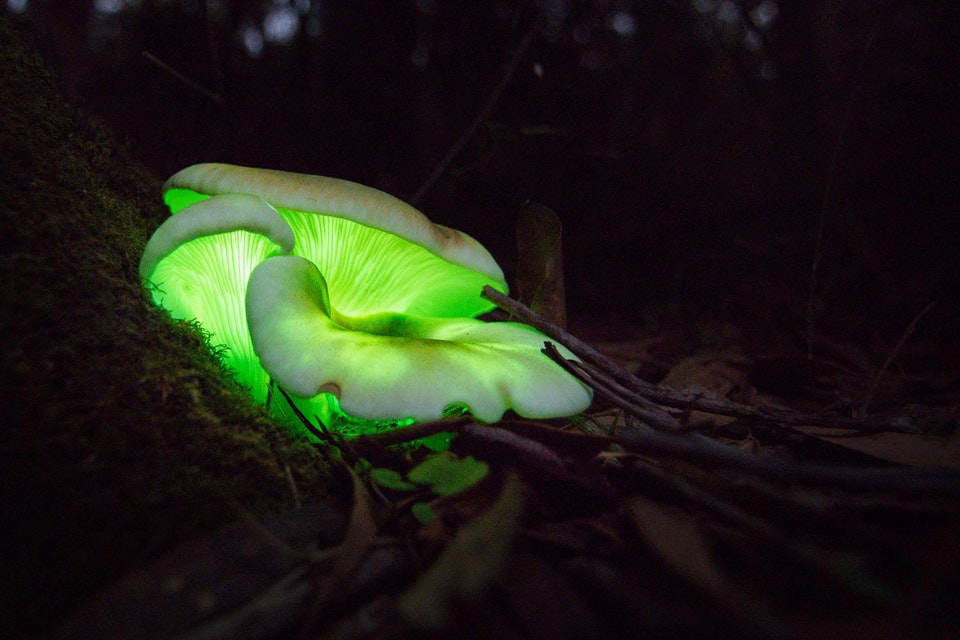 Glowing mushrooms
