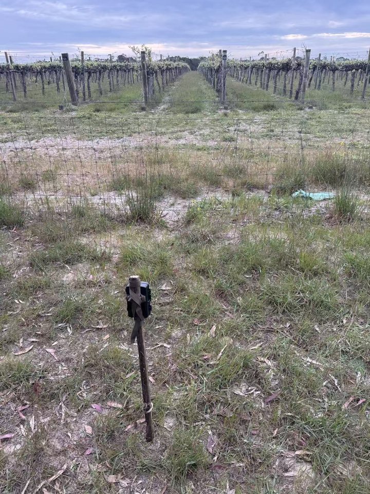 Trail camera location 6